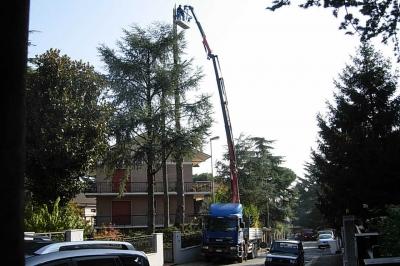 Taglio Piante in Altezza